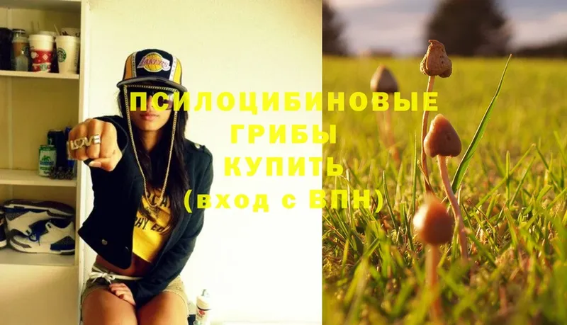 даркнет сайт  Великий Устюг  Галлюциногенные грибы Cubensis 